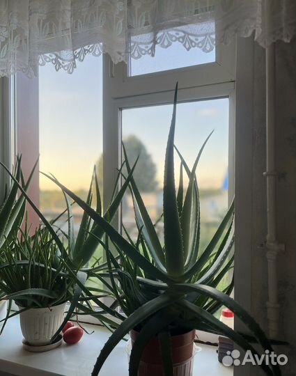 Алоэ лечебный