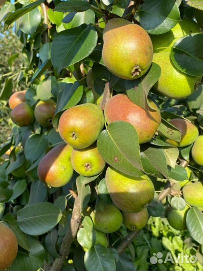 Плодово-ягодные культуры. Кустарники,Саженцы