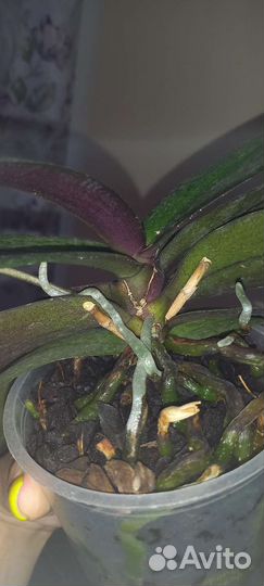 Орхидея парфюмерная фабрика Одорион