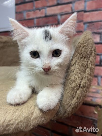 Котенок девочка Стеша 2,5 мес