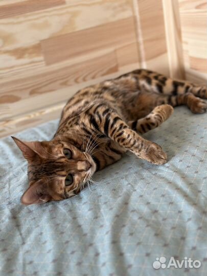 Бенгальская кошка