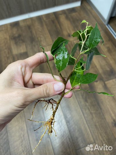 Фикус Бенджамин ростки