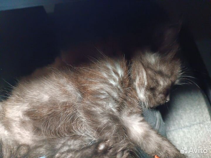 Кошка, котенок