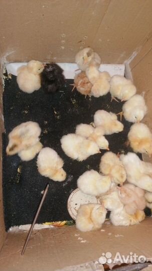 Цыплята суточные и инкубационные яйца