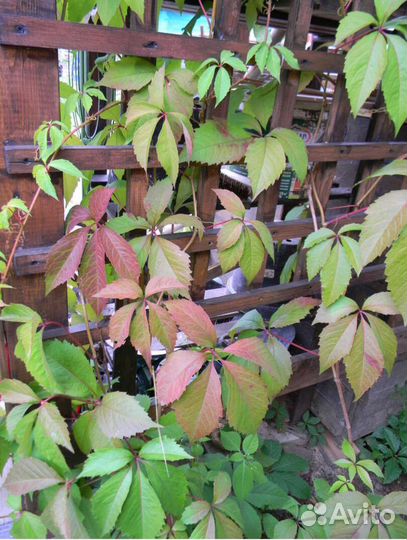 Черенки девичий виноград