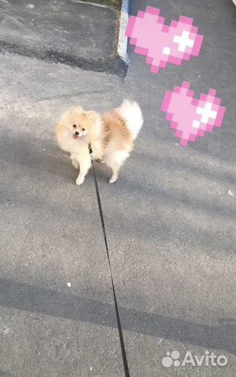 Немецкий шпиц. Вязка. Жених