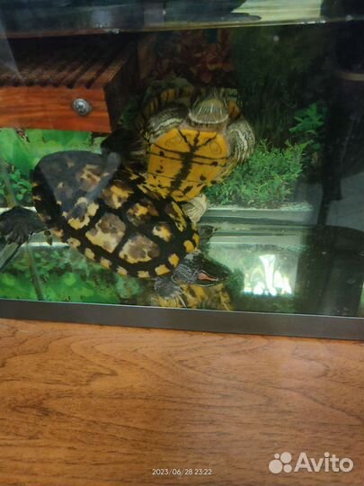 Черепахи, аквариум