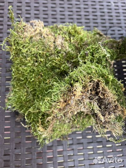 Мох и кряги для флорариума
