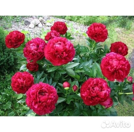 Пион генри бокстос