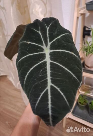 Алоказия блэк вельвет