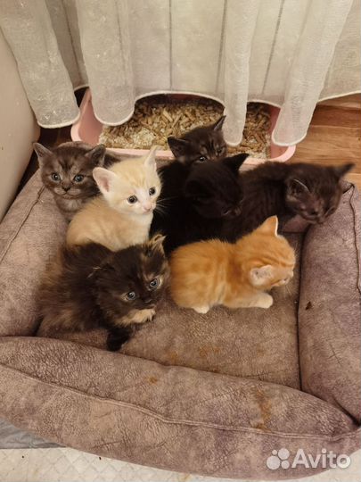 Котята в добрые руки