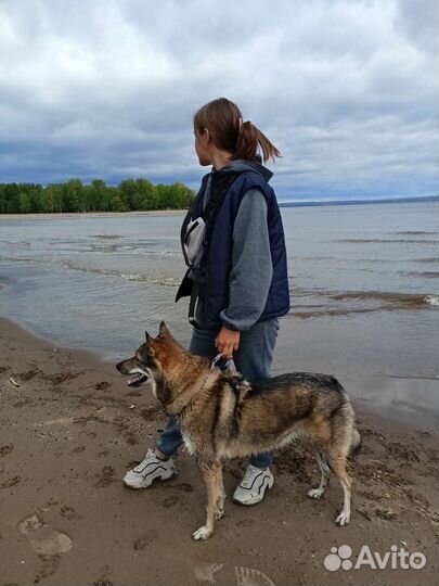 Услуги кинолога