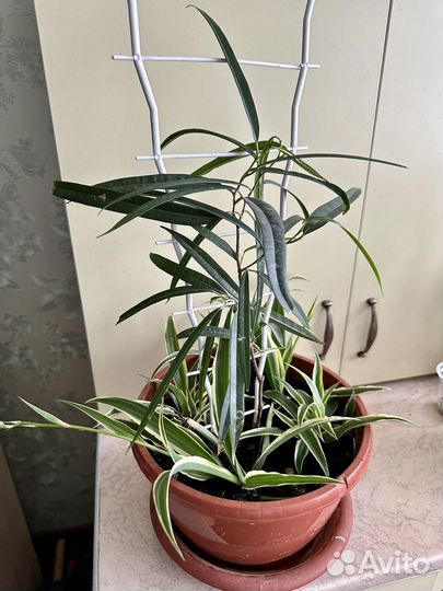 Фикус Биннедика Али