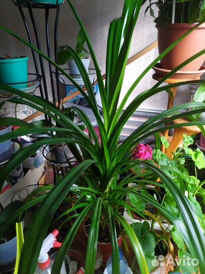 Панданус (винтовая пальма)