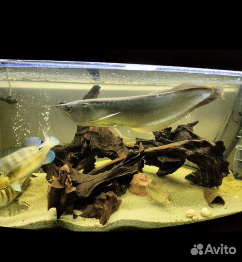 Аквариум 450 литров