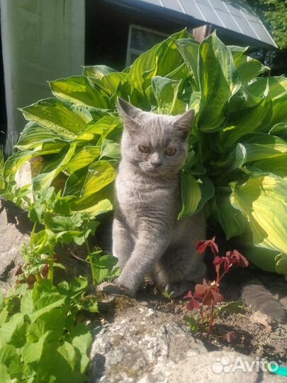 Британская