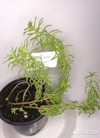 Суккуленты 3