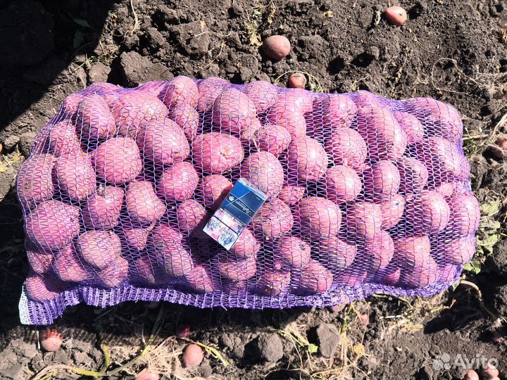 Картофель оптом