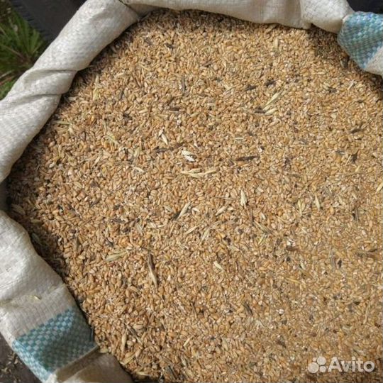 Зерноотходы в ассортименте