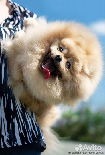 Фотограф анималист для вашей собаки)