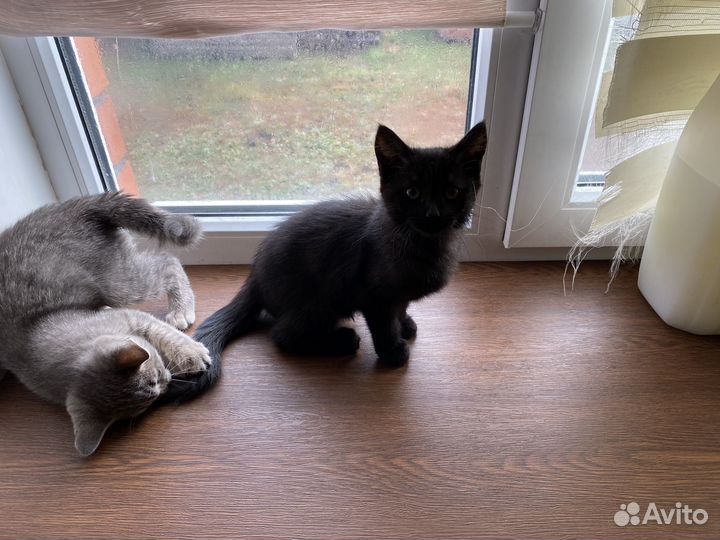 Котята бесплатно