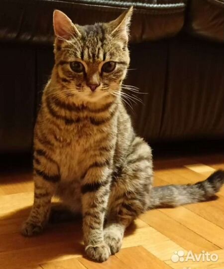 Зеленоглазая кошечка