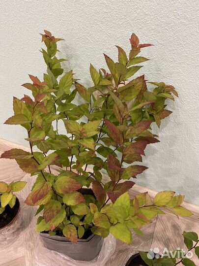 Спирея японская