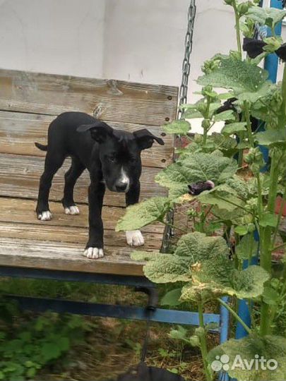 Щенок бультерьера и стаффа