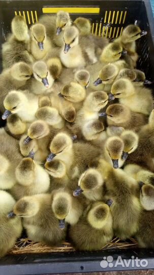 Гусята суточные