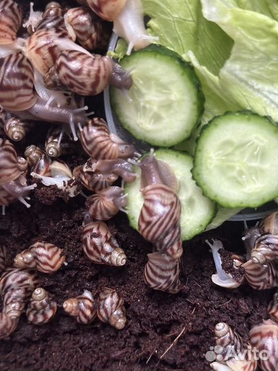 Улитята ахатины