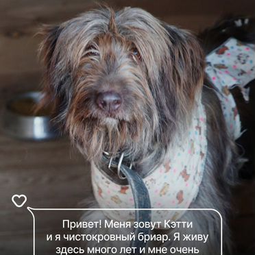 Бриар, взрослая собака