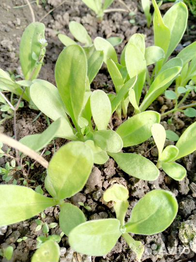 Календула (ноготки) рассада