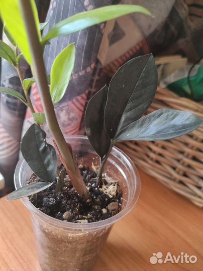 Комнатные растения цветы