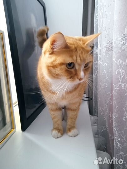 Рыжий кот в добрые руки