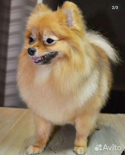 Груминг Иваново