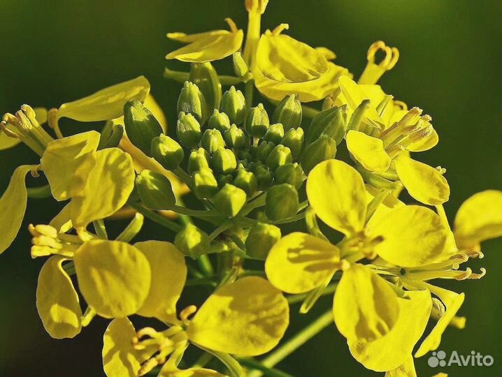 Семена Горчицы Белой оптом