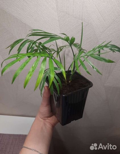 Пальма Хамедорея