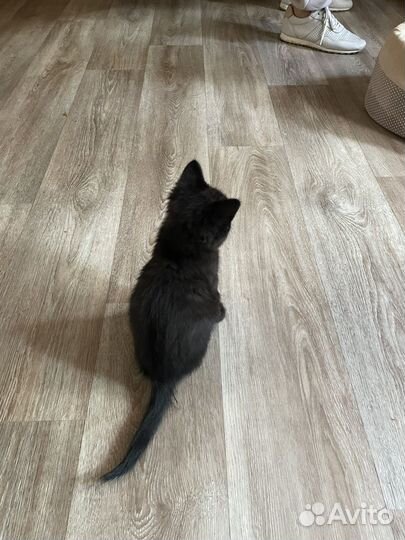 Котенок в добрые руки