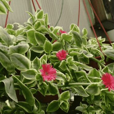 Аптения вариегатная,ампель. Горноколосник