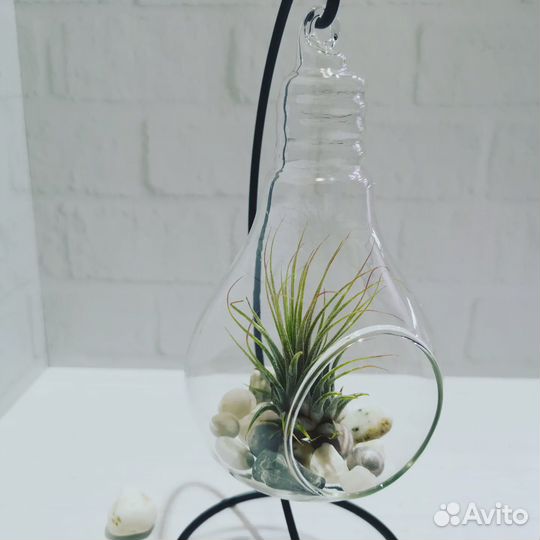 Флорариум с тилландсией