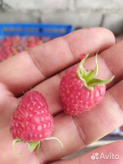 Ремонтантная малина