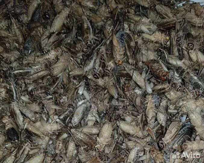 Замороженные сверчки кормовые