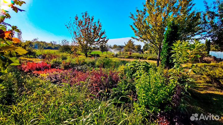 Декоративные растения, хвойные, кустарники, травы