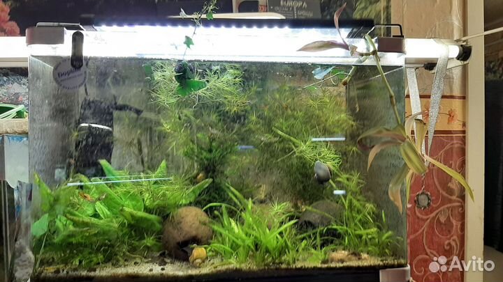 Аквариумы 200л, 150л, 50л, 330л