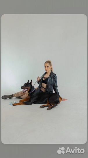 Доберман для фотосессии