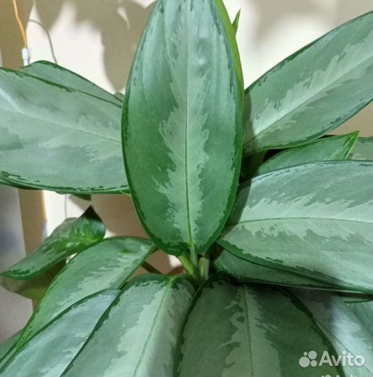 Аглаонема сильверадо
