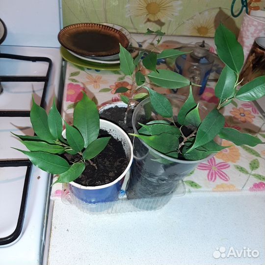 Фикус бенджамина