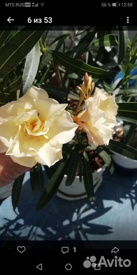 Детки олеандра Шампань