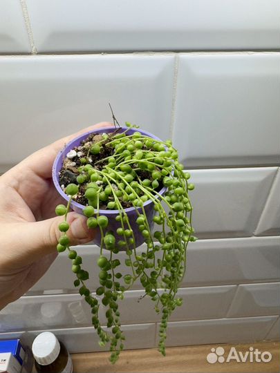 Крестовник роули