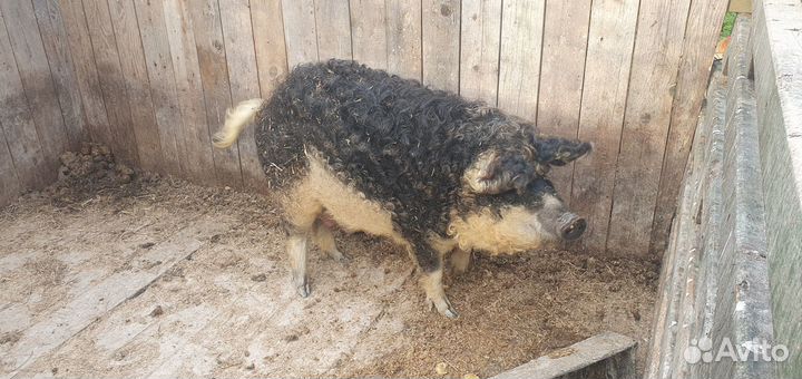 Поросята Венгерская мангалица